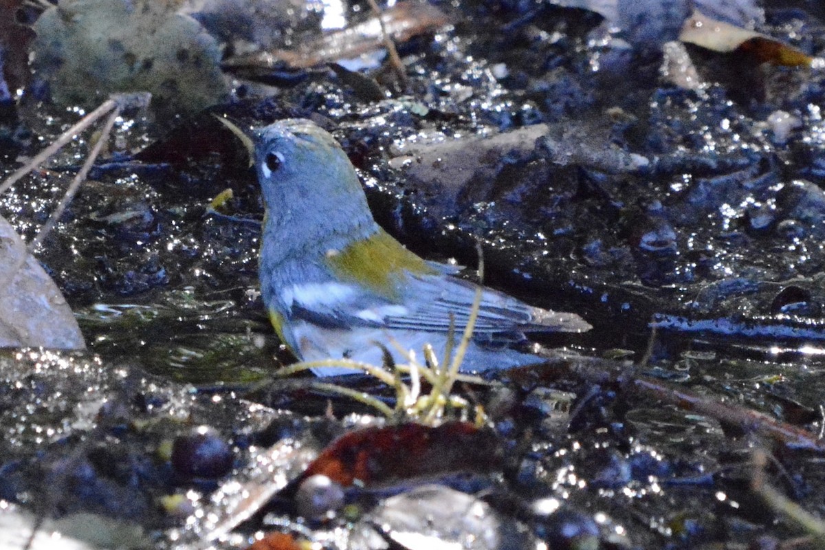 Northern Parula - ML650473440