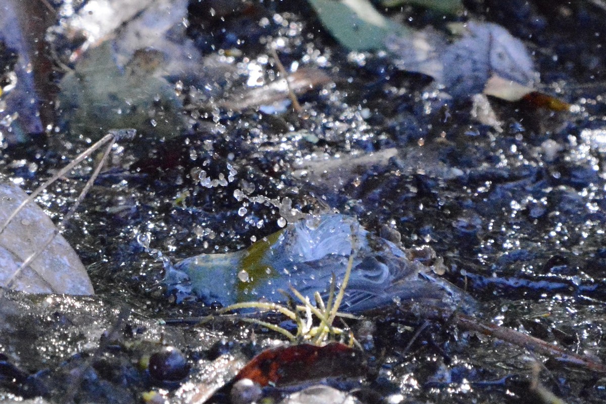 Northern Parula - ML650473441