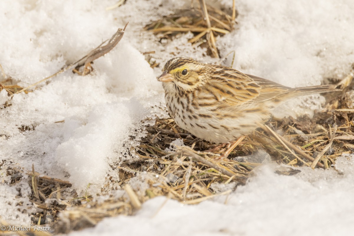 サバンナシトド - ML650473447