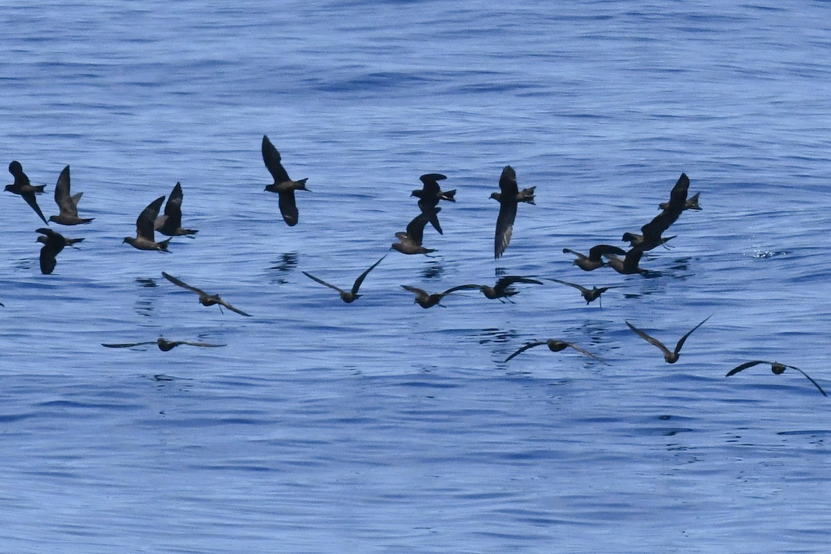 Black Storm-Petrel - ML650473643