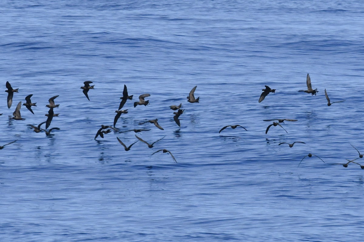 Black Storm-Petrel - ML650473644