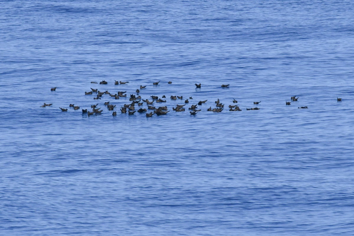 Black Storm-Petrel - ML650473645