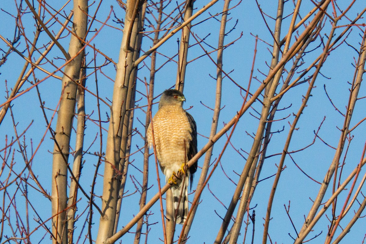 Cooper's Hawk - ML650473690