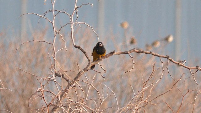White-winged Grosbeak - ML650474030