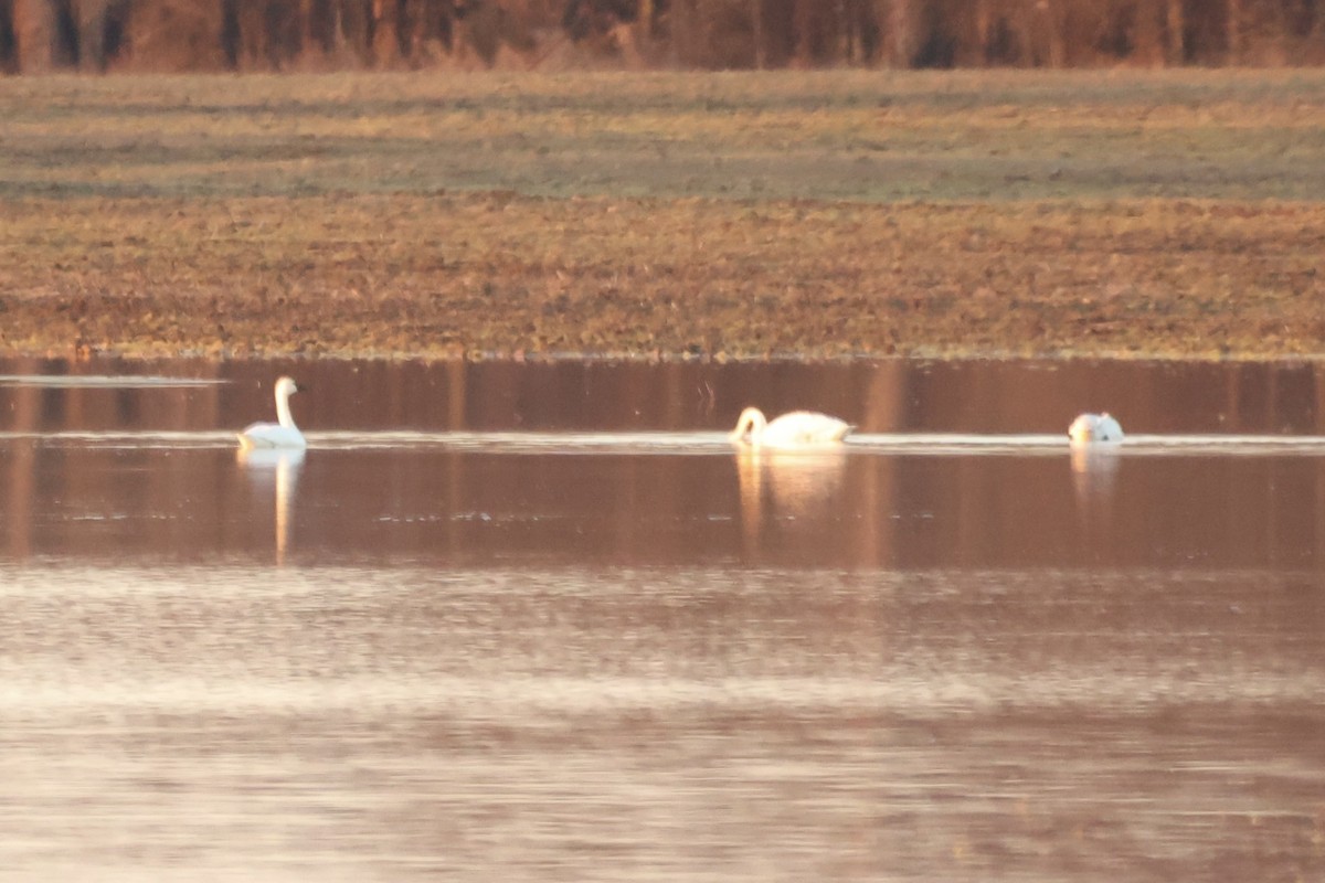 Tundra Swan - ML650474237