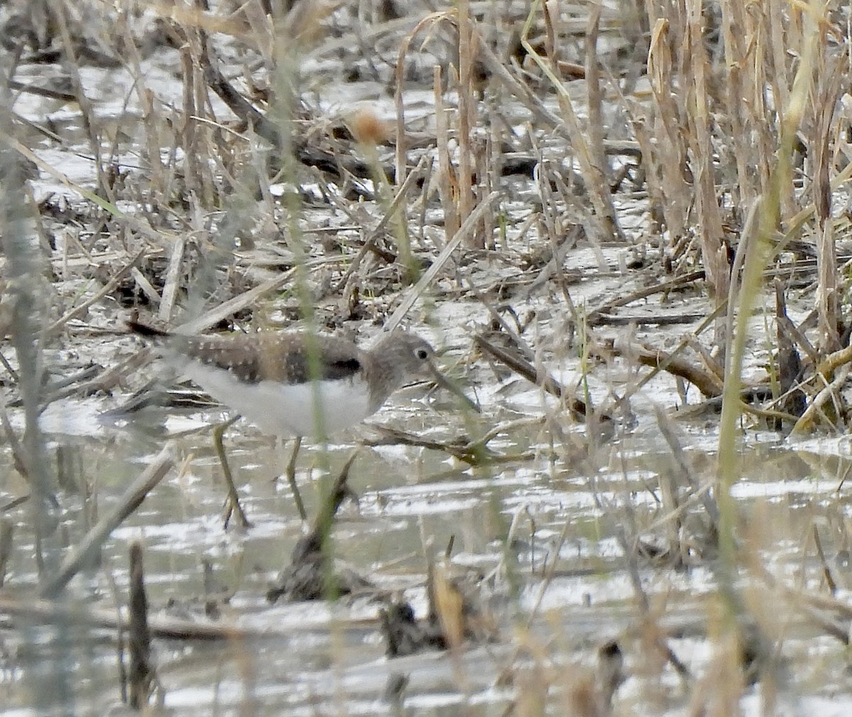 Solitary Sandpiper - ML650474403