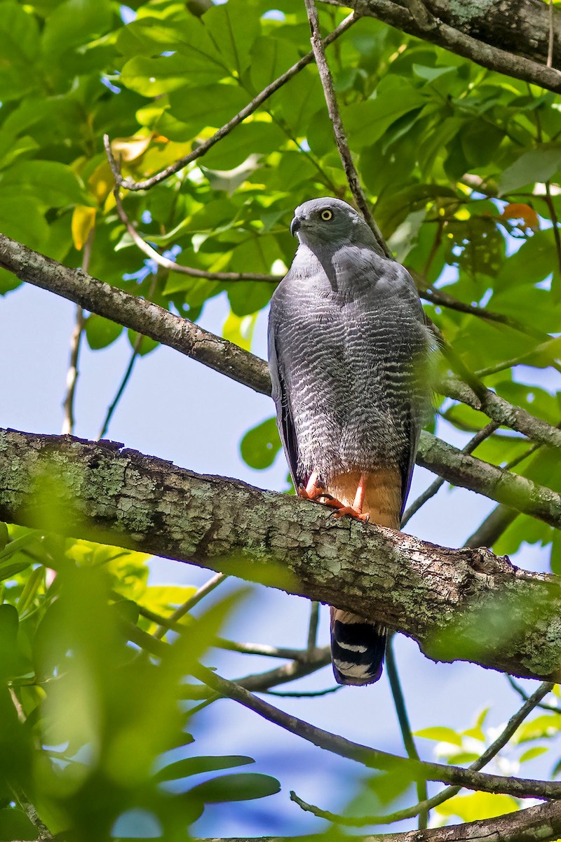 Crane Hawk - ML650474536