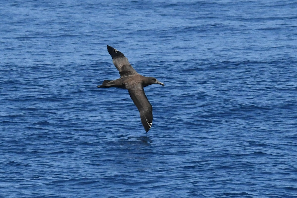 Black-footed Albatross - ML650474663