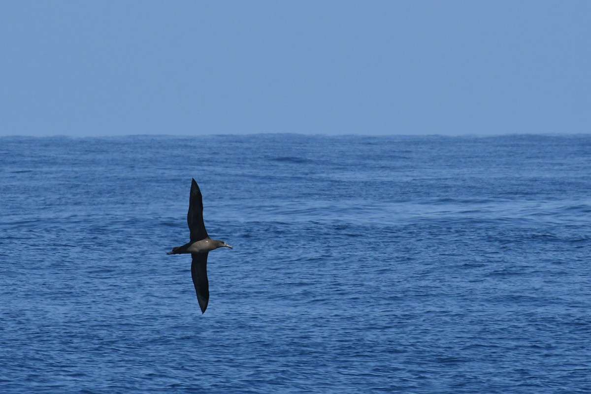 Black-footed Albatross - ML650474664