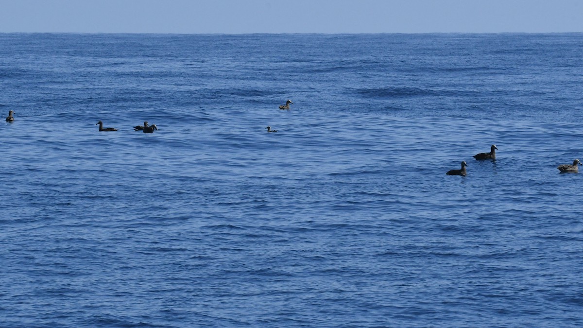 Black-footed Albatross - ML650474665
