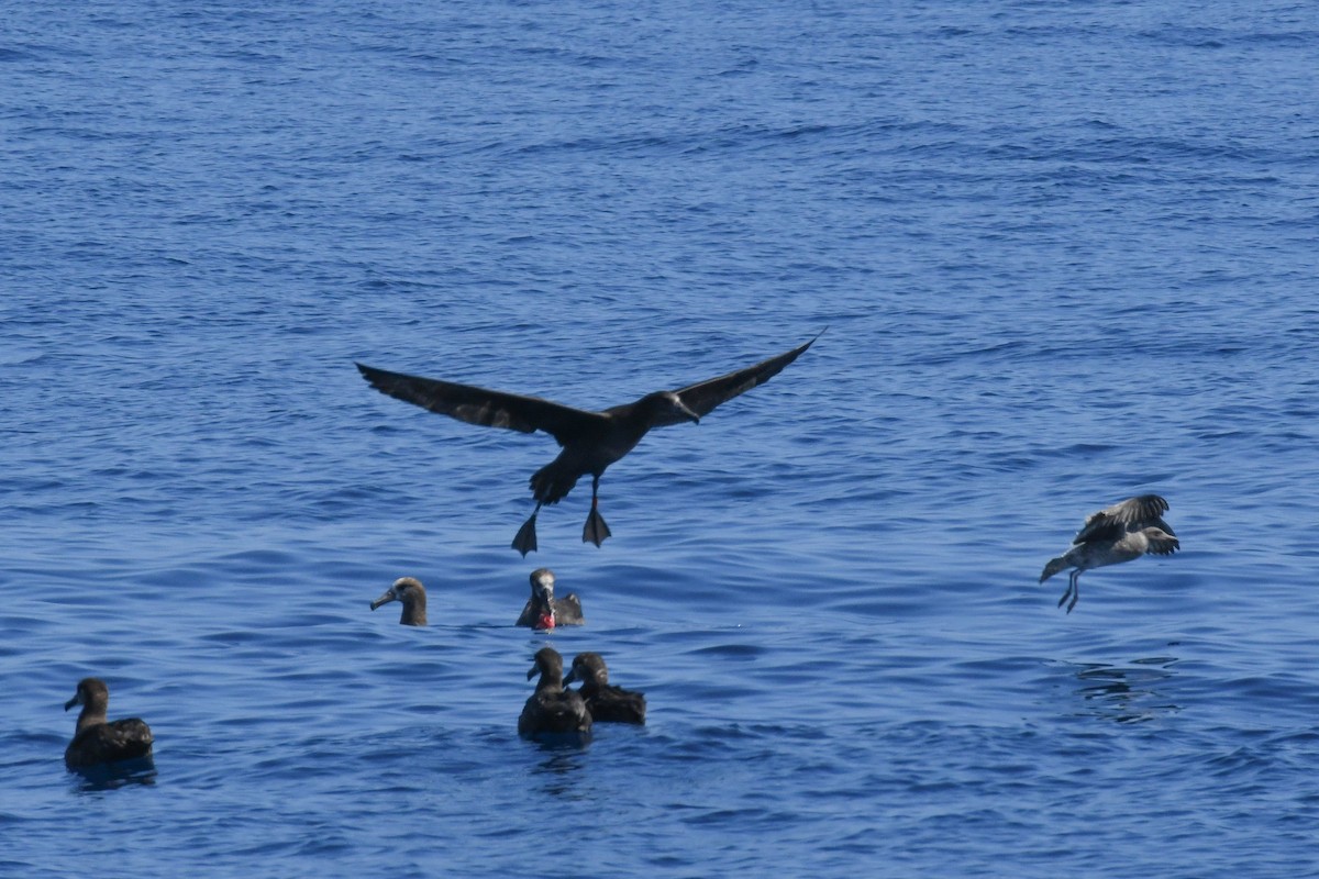 Black-footed Albatross - ML650474752