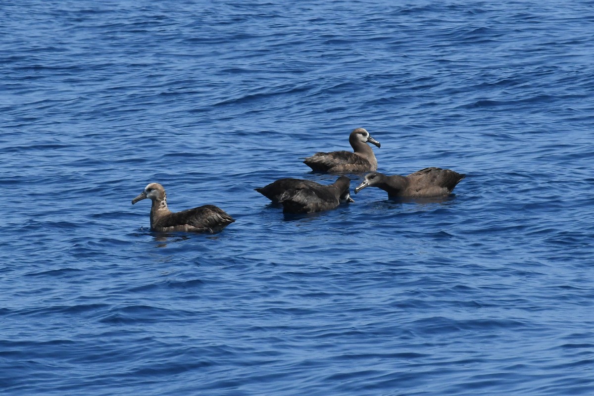 Black-footed Albatross - ML650474811