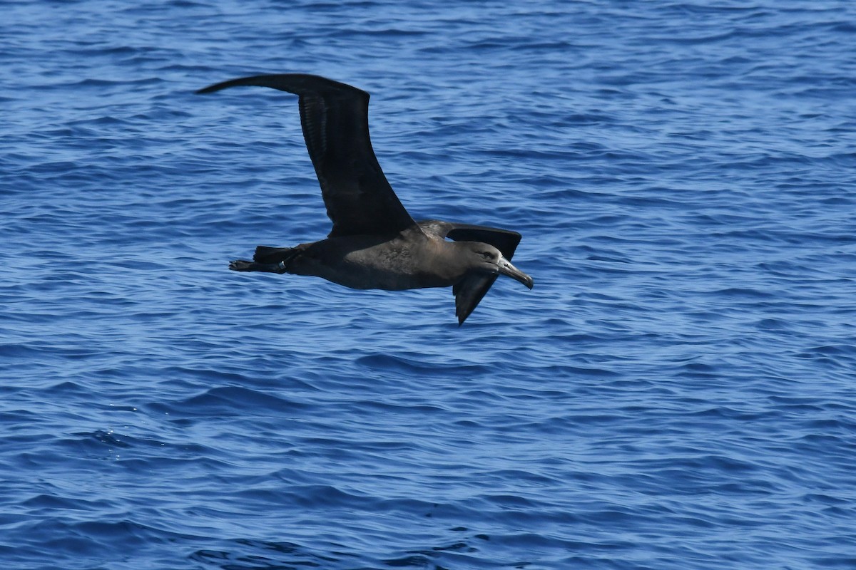 Black-footed Albatross - ML650474864