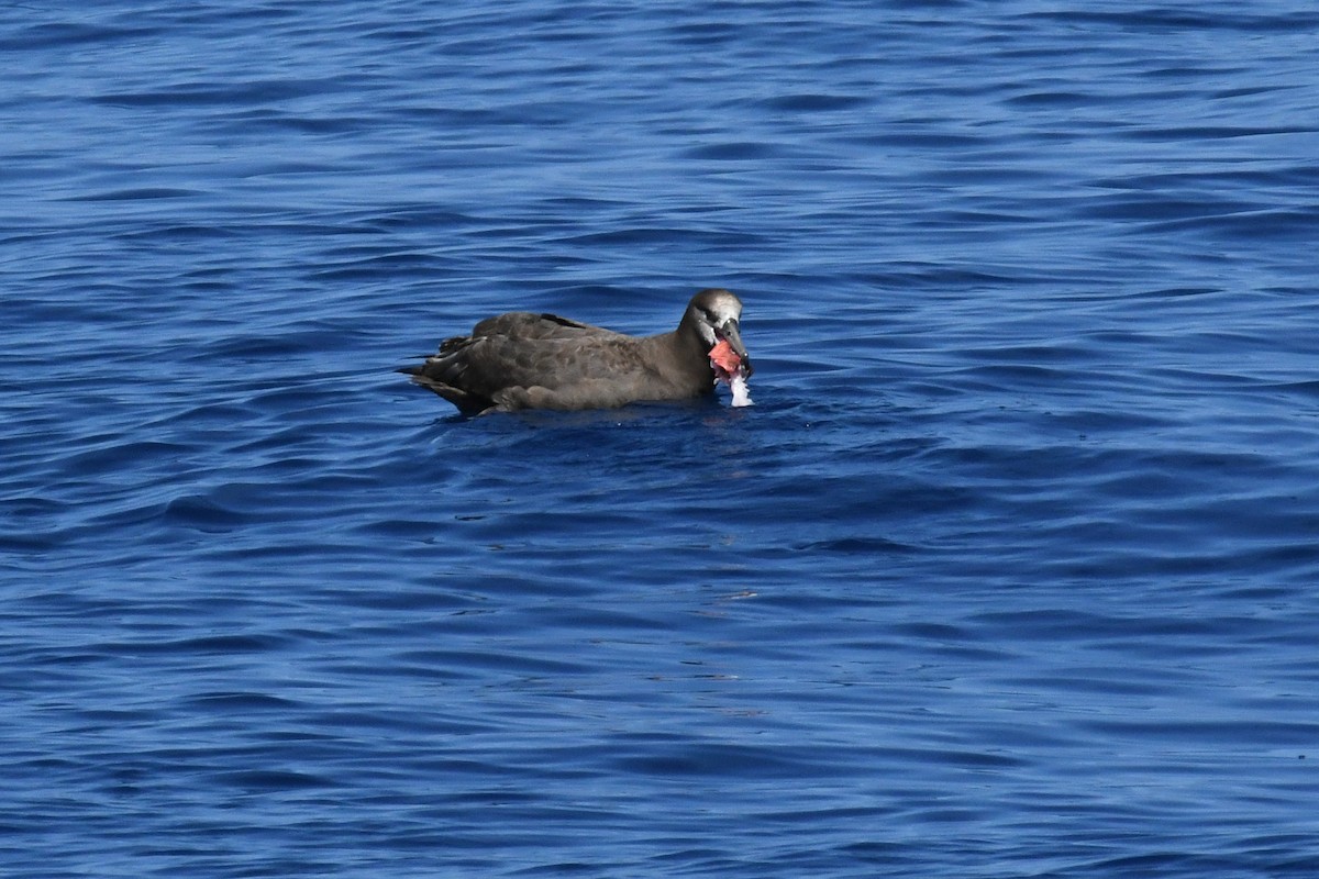 Black-footed Albatross - ML650475003