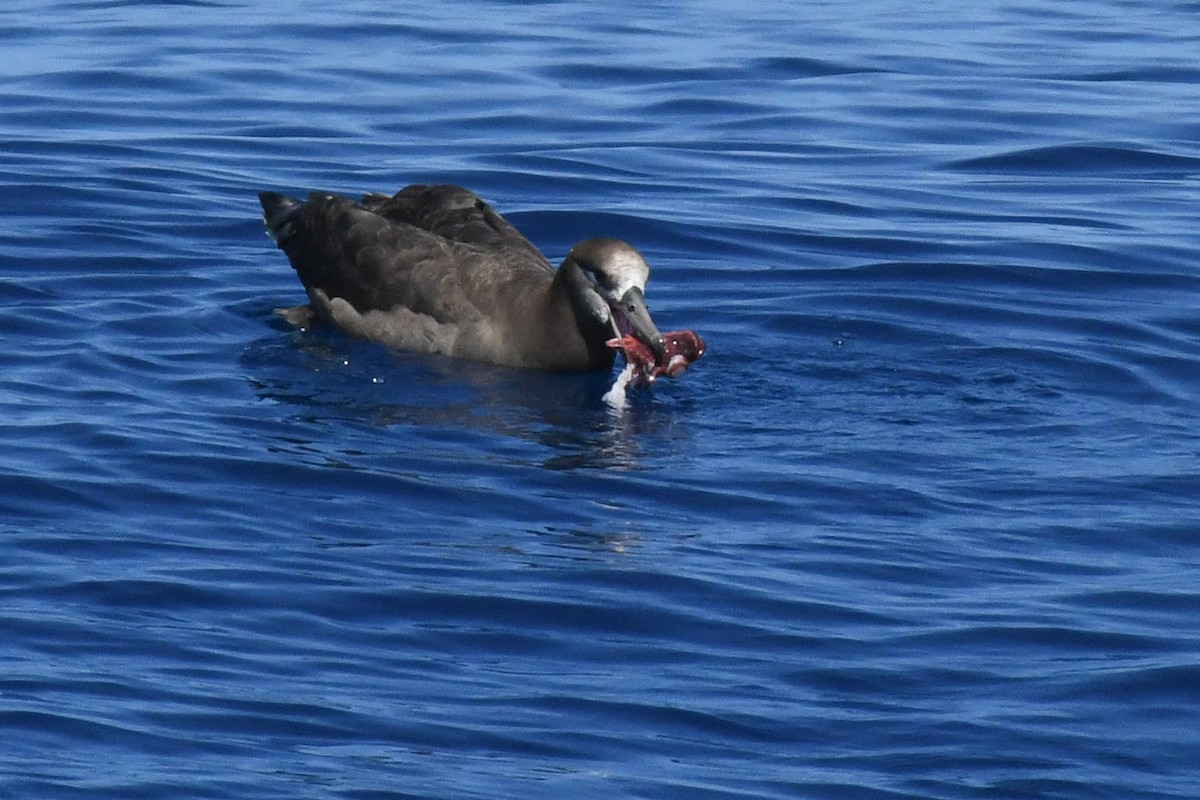 Black-footed Albatross - ML650475105
