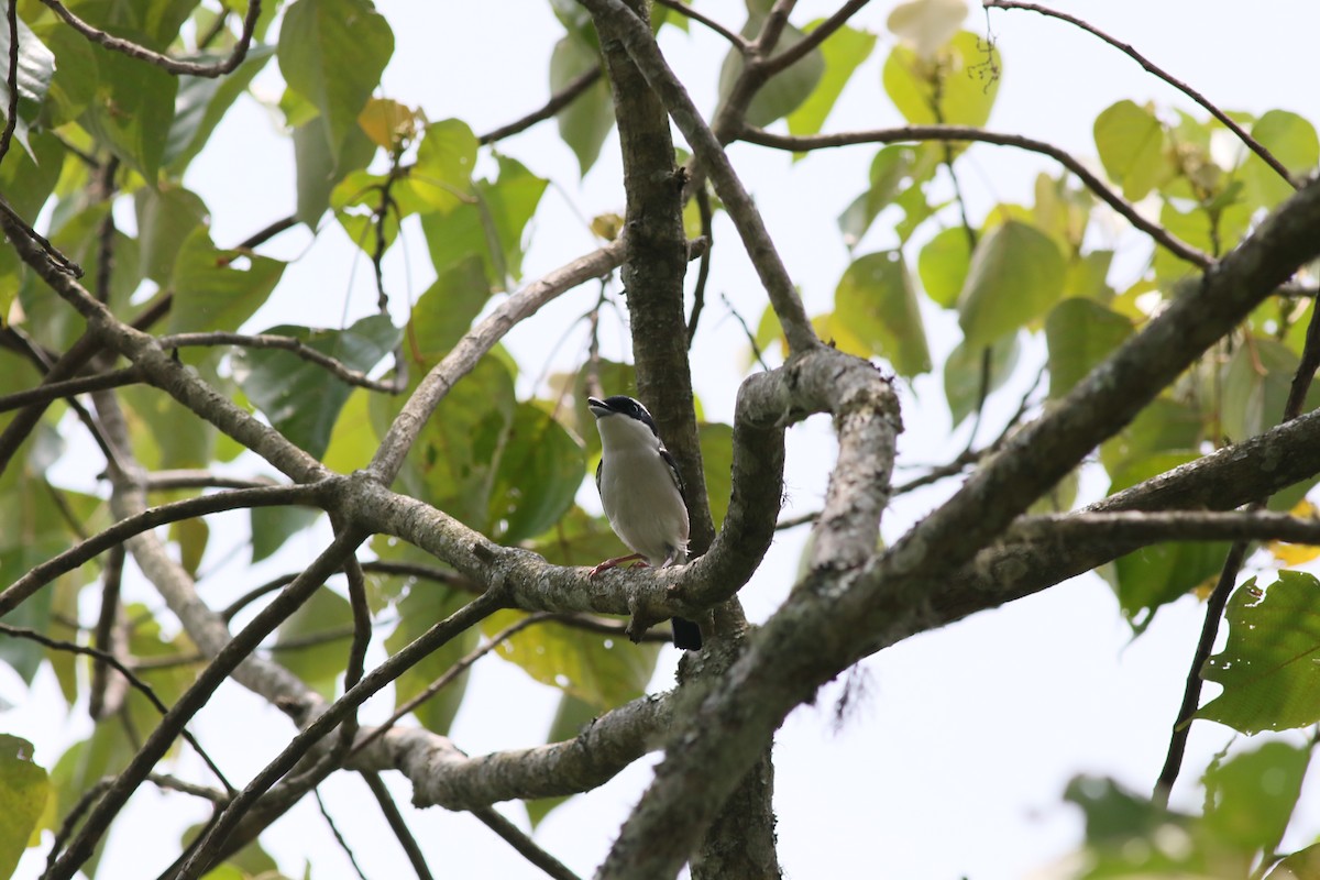 White-browed Shrike-Babbler (Chestnut-winged) - ML650475119