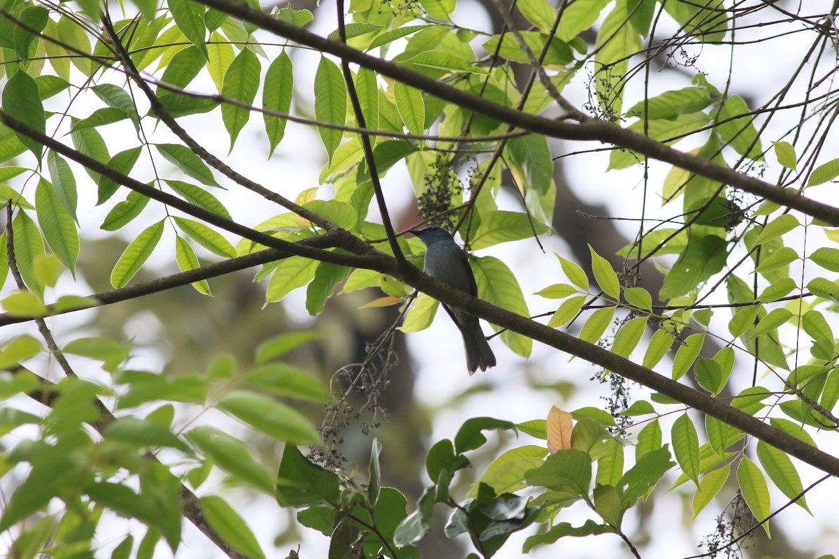 Pale Blue Flycatcher - ML650475151