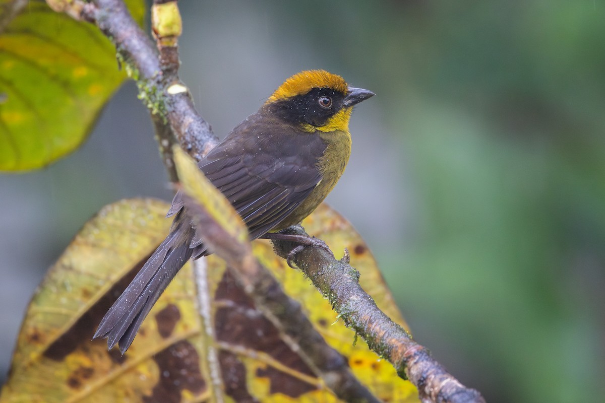 Choco Brushfinch - ML650475181
