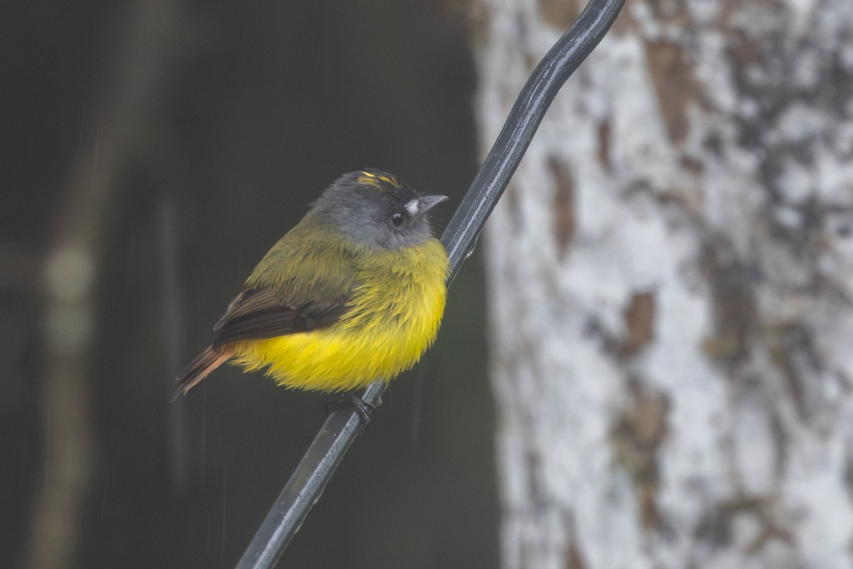 キゴシタイランチョウ（ornatus／stellatus） - ML650475191