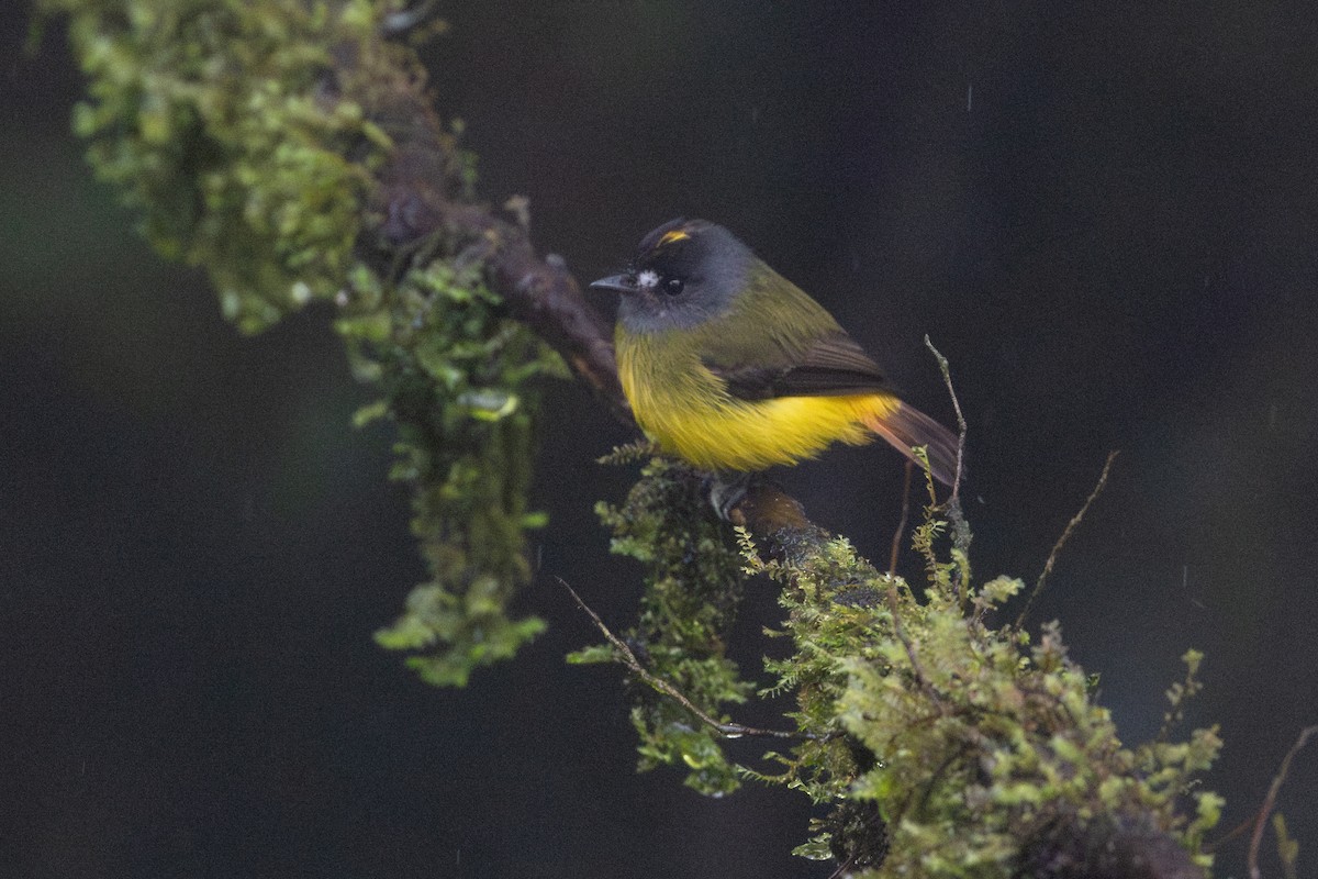 キゴシタイランチョウ（ornatus／stellatus） - ML650475192