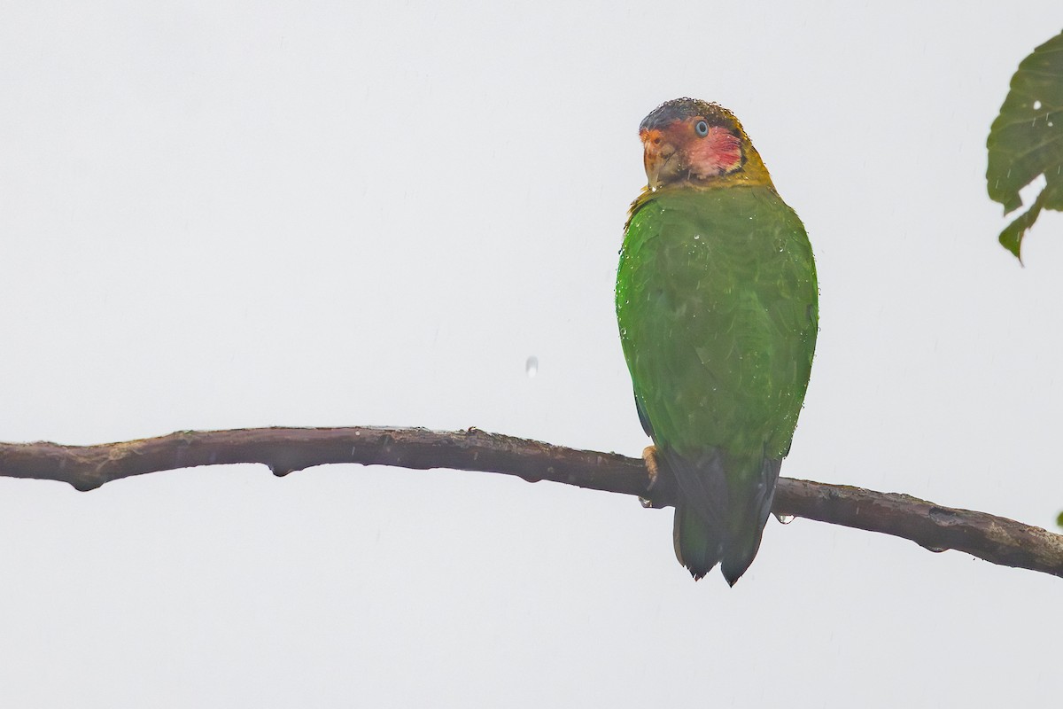 メカシインコ - ML650475208