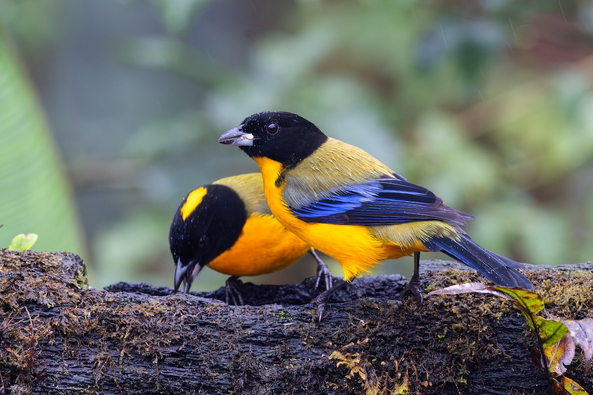 クロアゴヤマフウキンチョウ - ML650475226