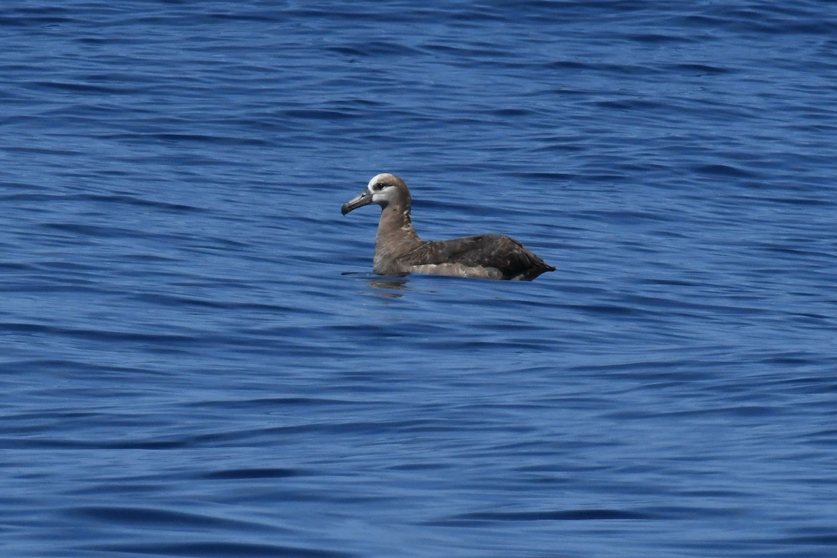 Black-footed Albatross - ML650475280
