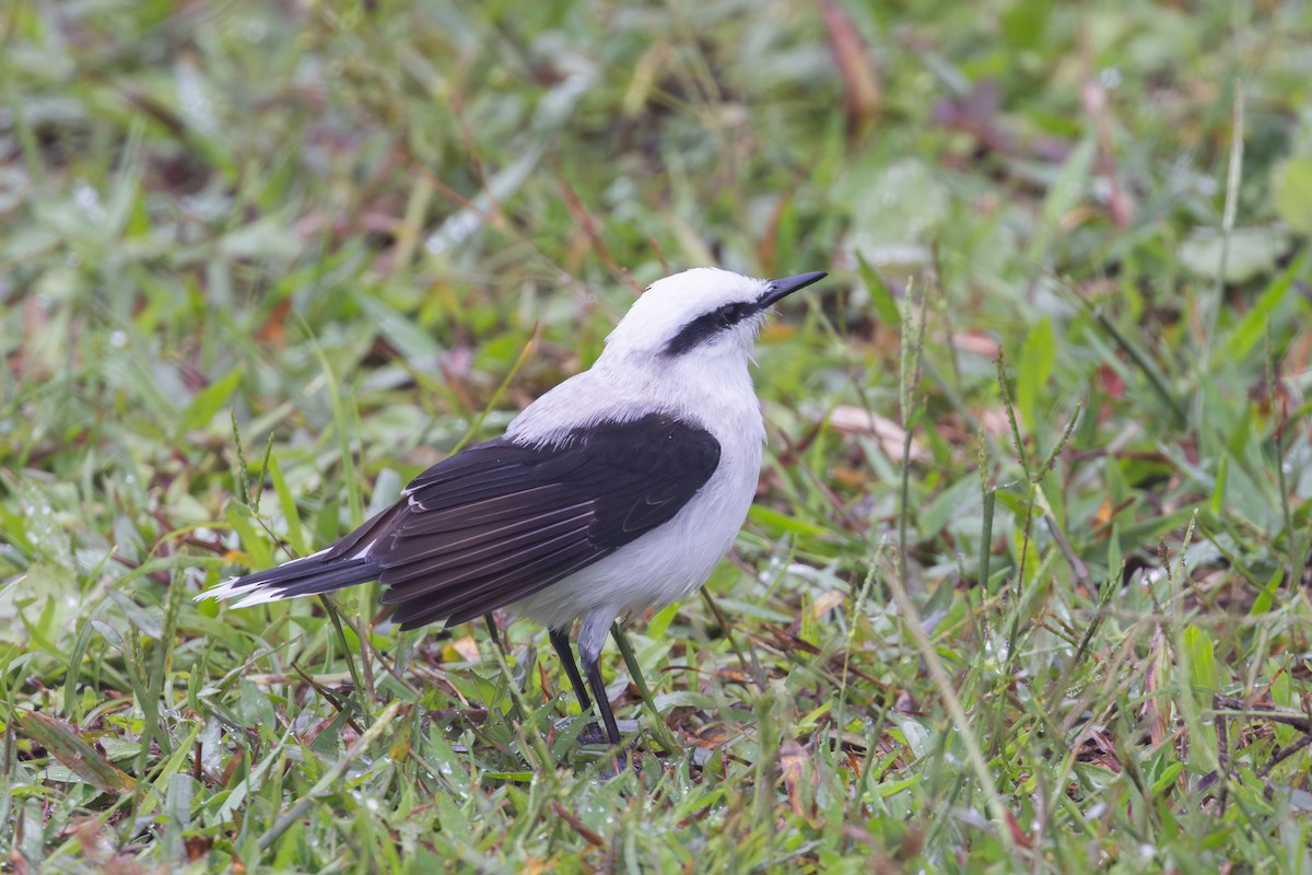マダラタイランチョウ - ML650475303