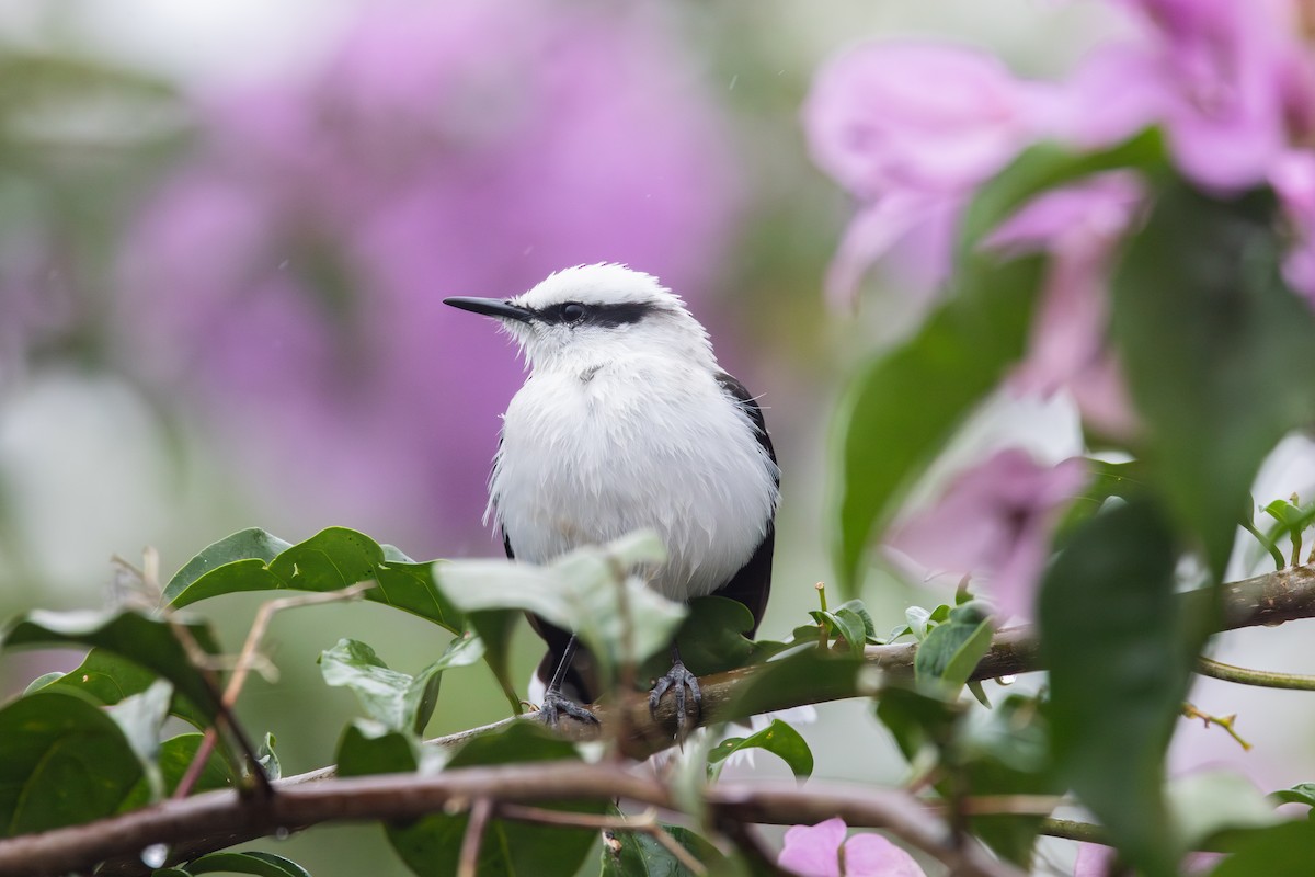 マダラタイランチョウ - ML650475304
