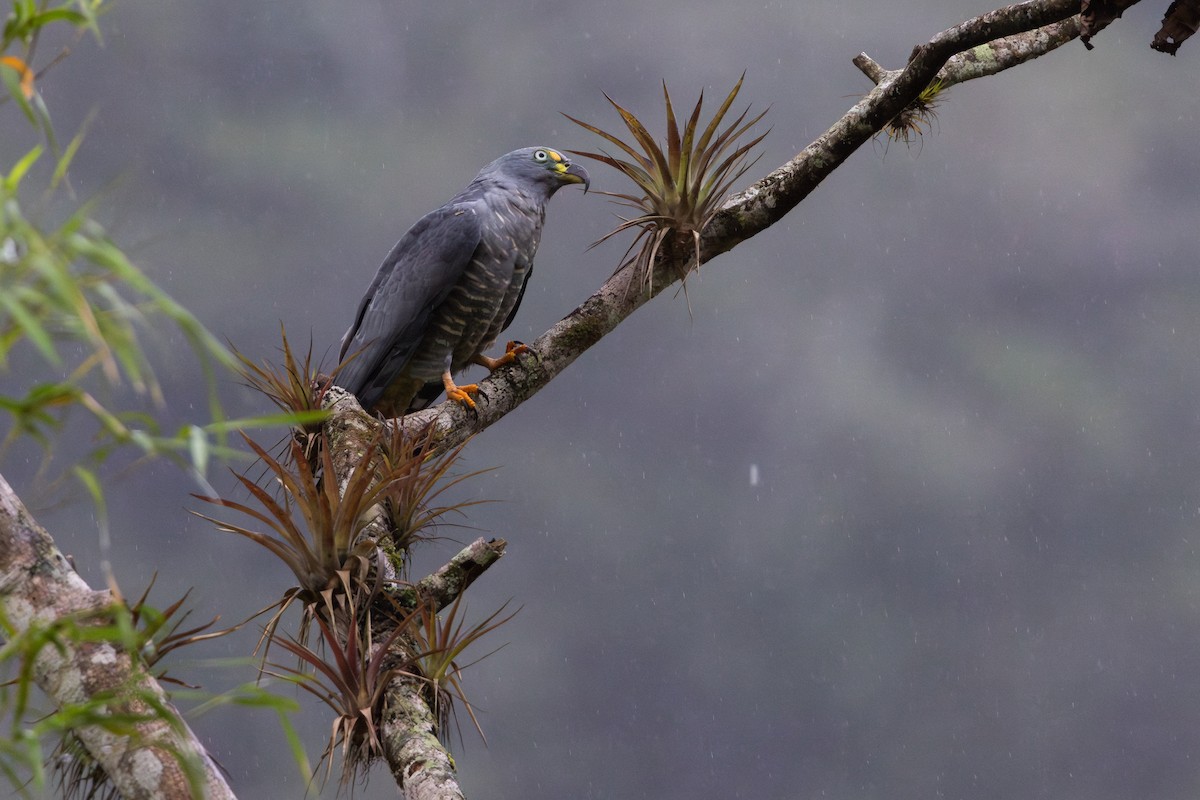 カギハシトビ（uncinatus） - ML650475323