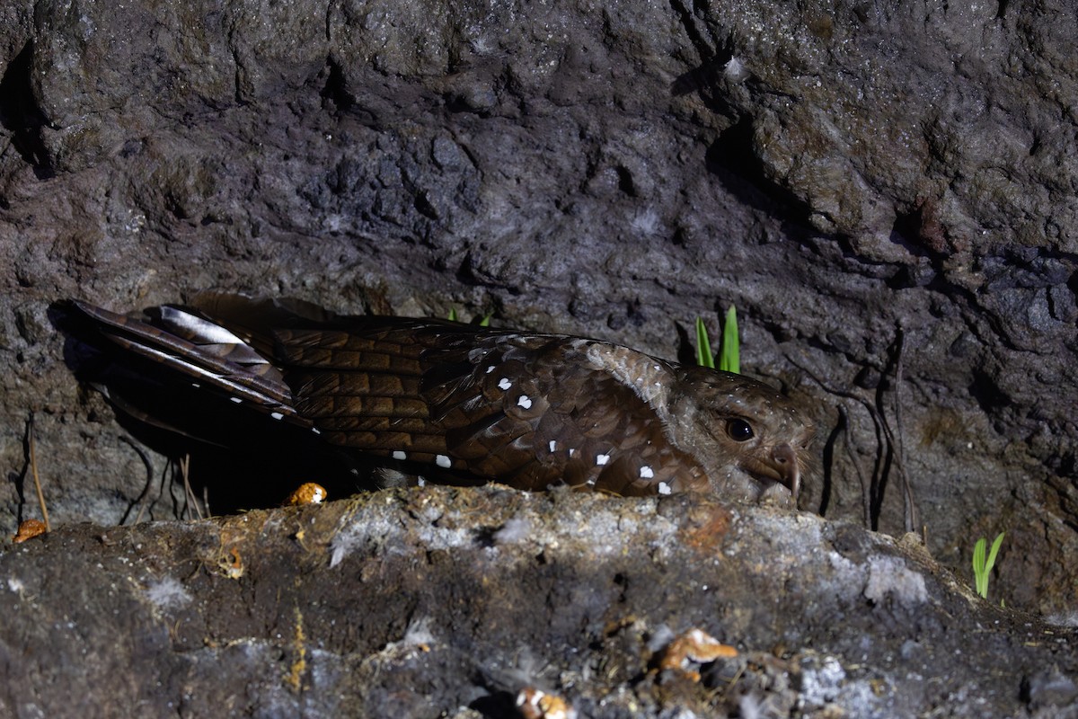 アブラヨタカ - ML650475329