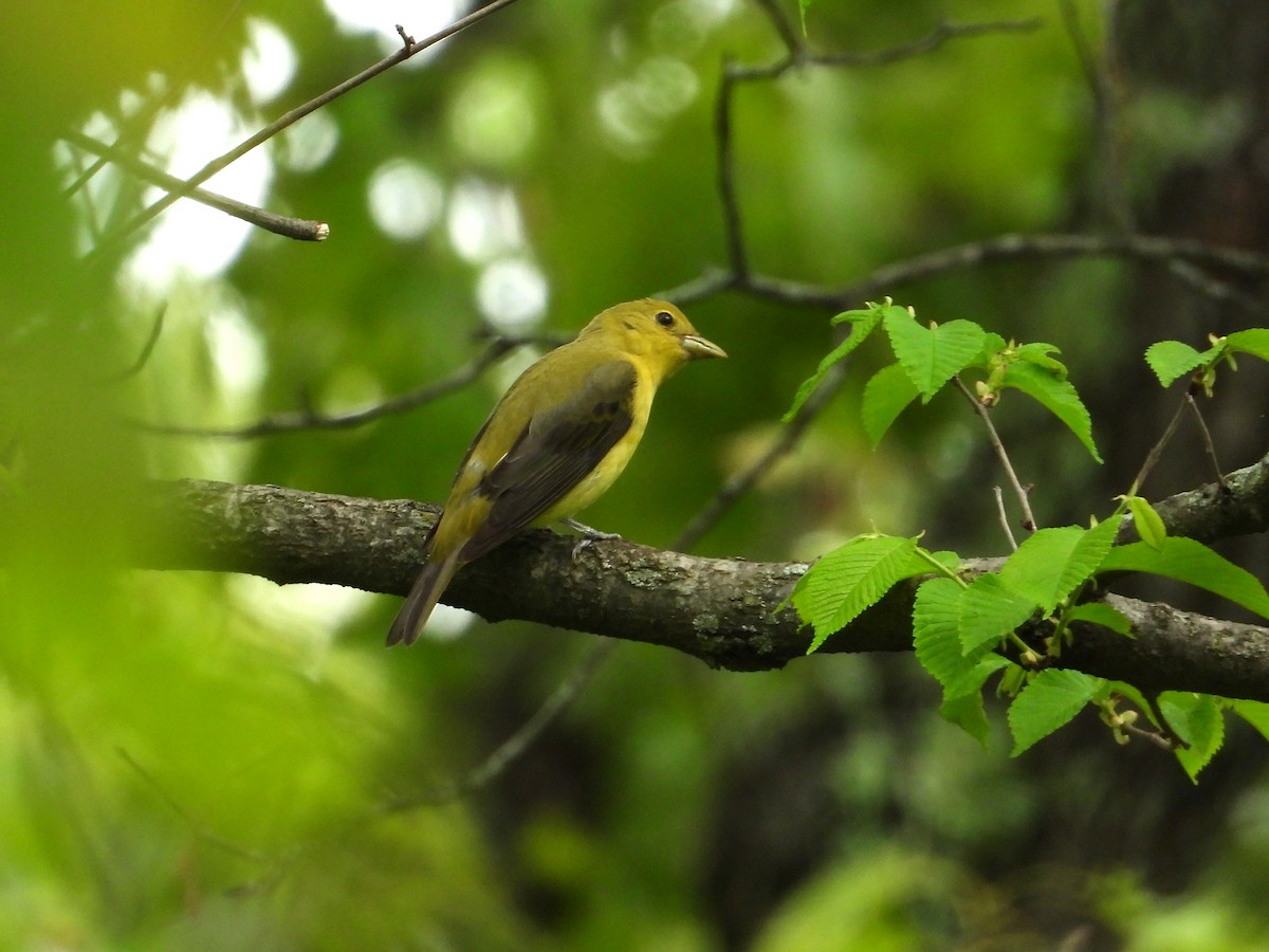 Scarlet Tanager - ML650475347