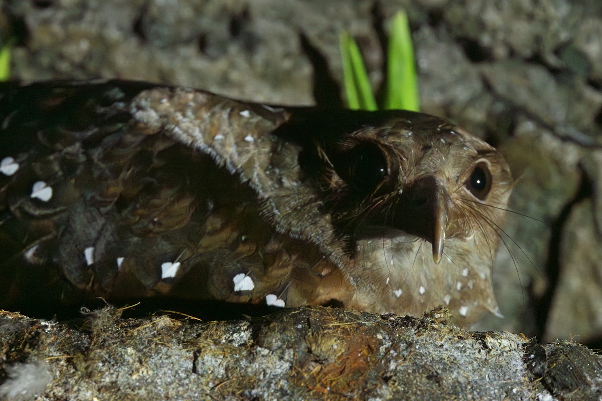 アブラヨタカ - ML650475391