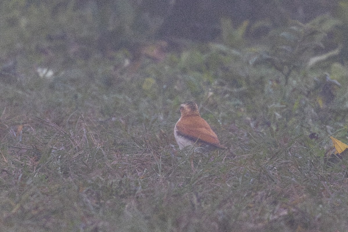 Pacific Hornero - ML650475468