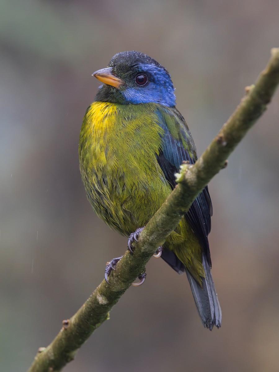 コケイロフウキンチョウ - ML650475620