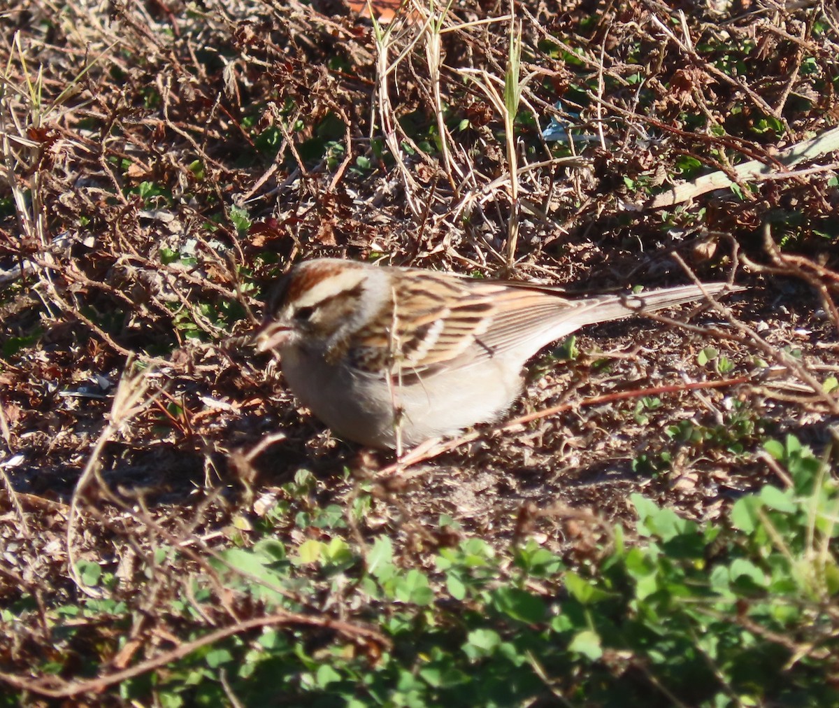 Chipping Sparrow - ML650475828