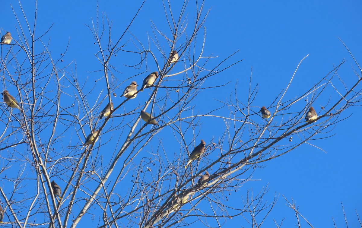 Buztanori amerikarra - ML650475939