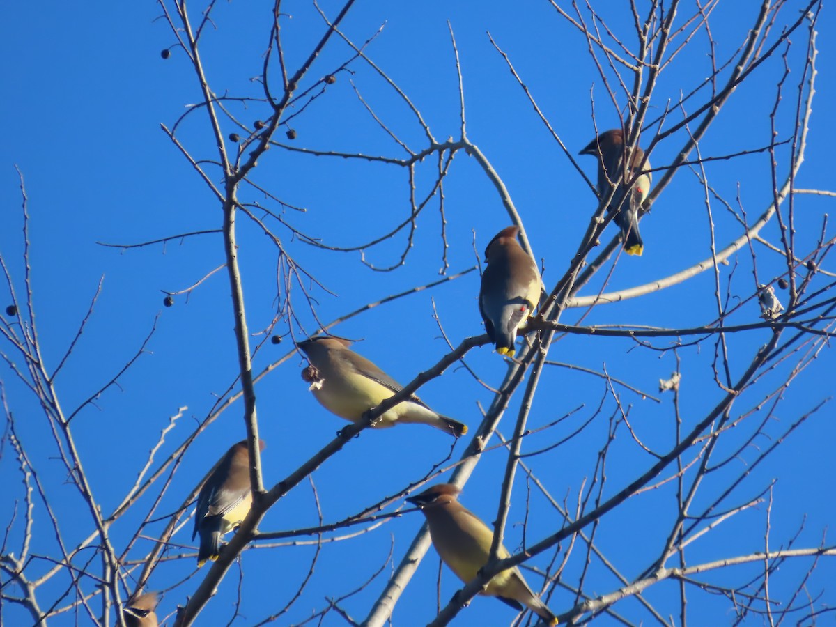 Buztanori amerikarra - ML650475956