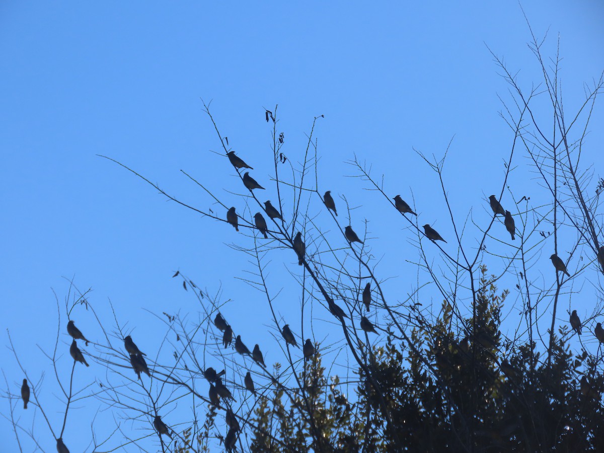 Buztanori amerikarra - ML650475970