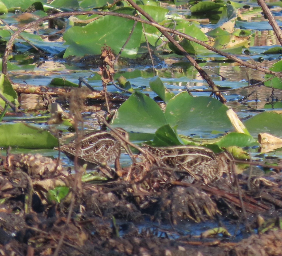 Wilson istingorra - ML650476039