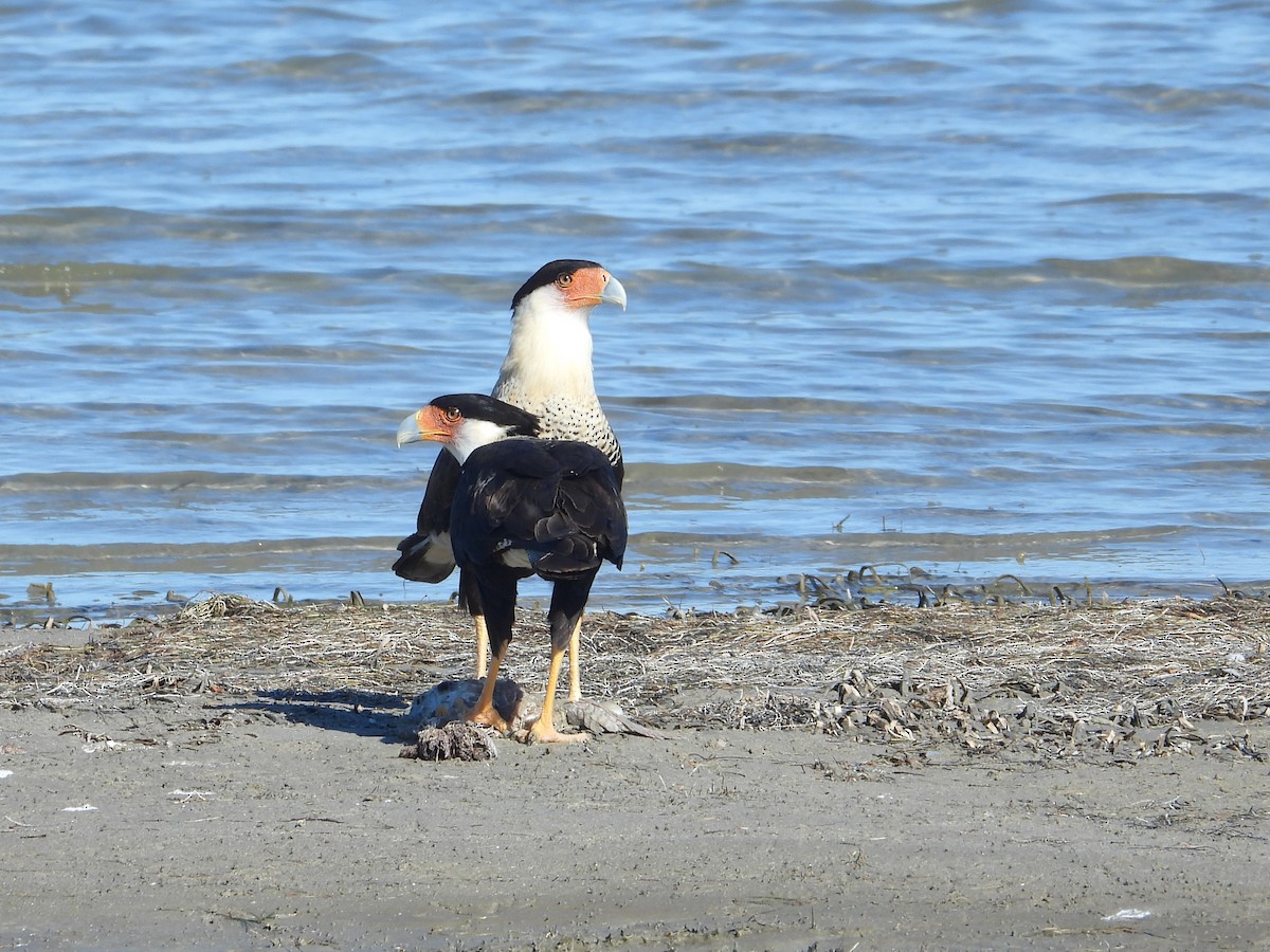 Crested Caracara (Northern) - ML650476408