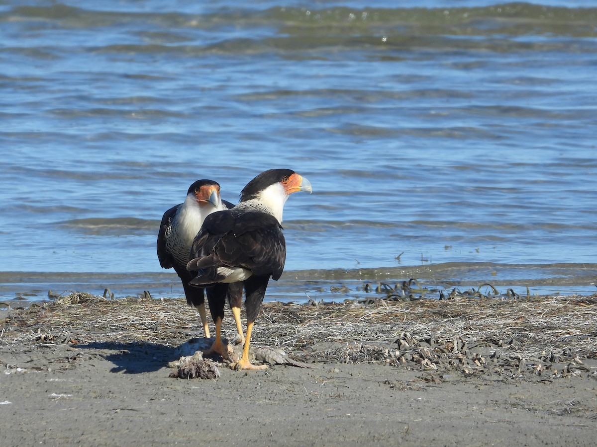 Crested Caracara (Northern) - ML650476409