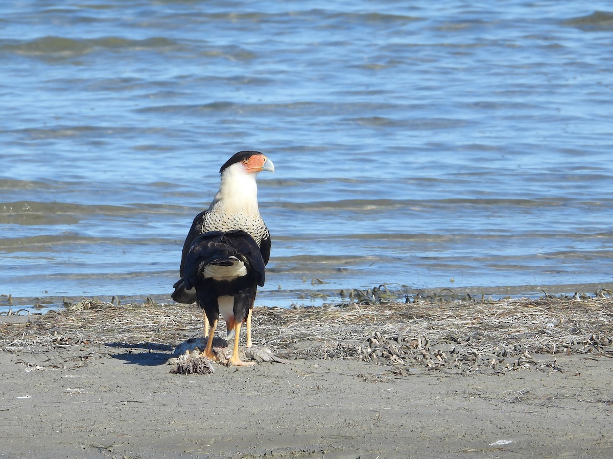 Crested Caracara (Northern) - ML650476410