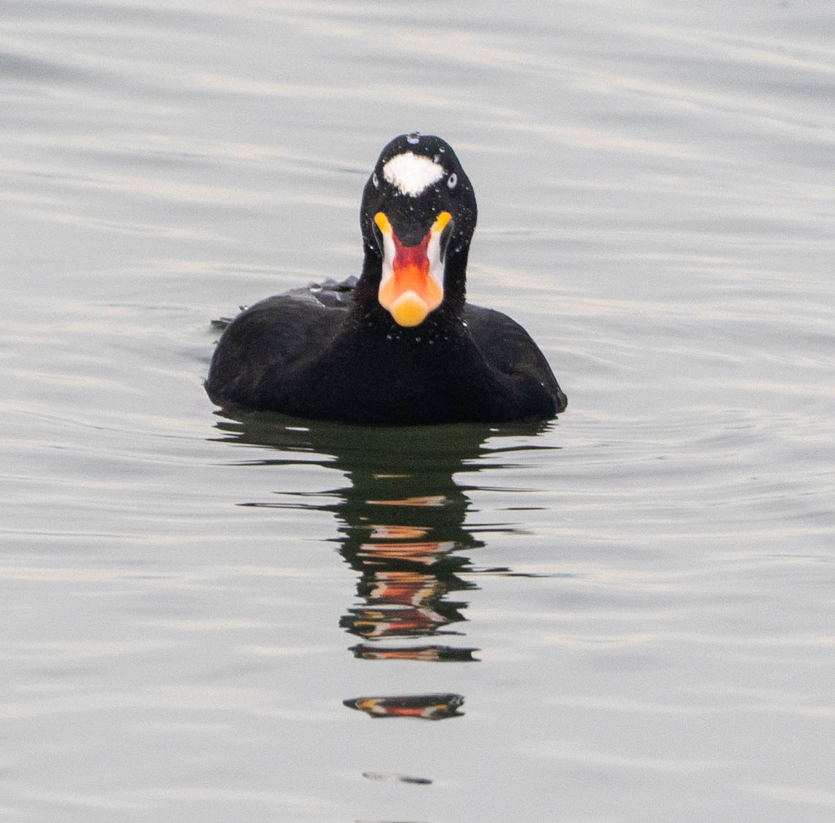 turpan pestrozobý - ML650477468