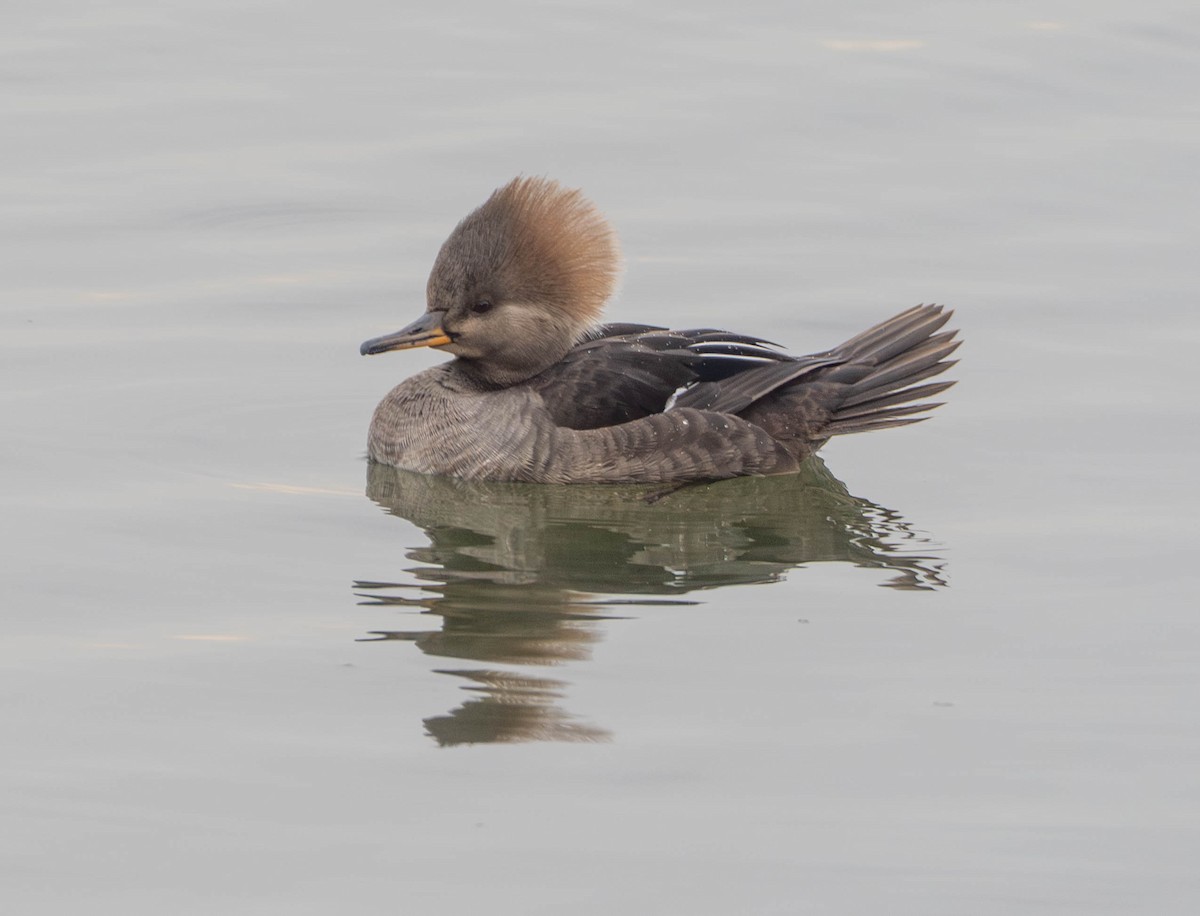 morčák chocholatý - ML650477483