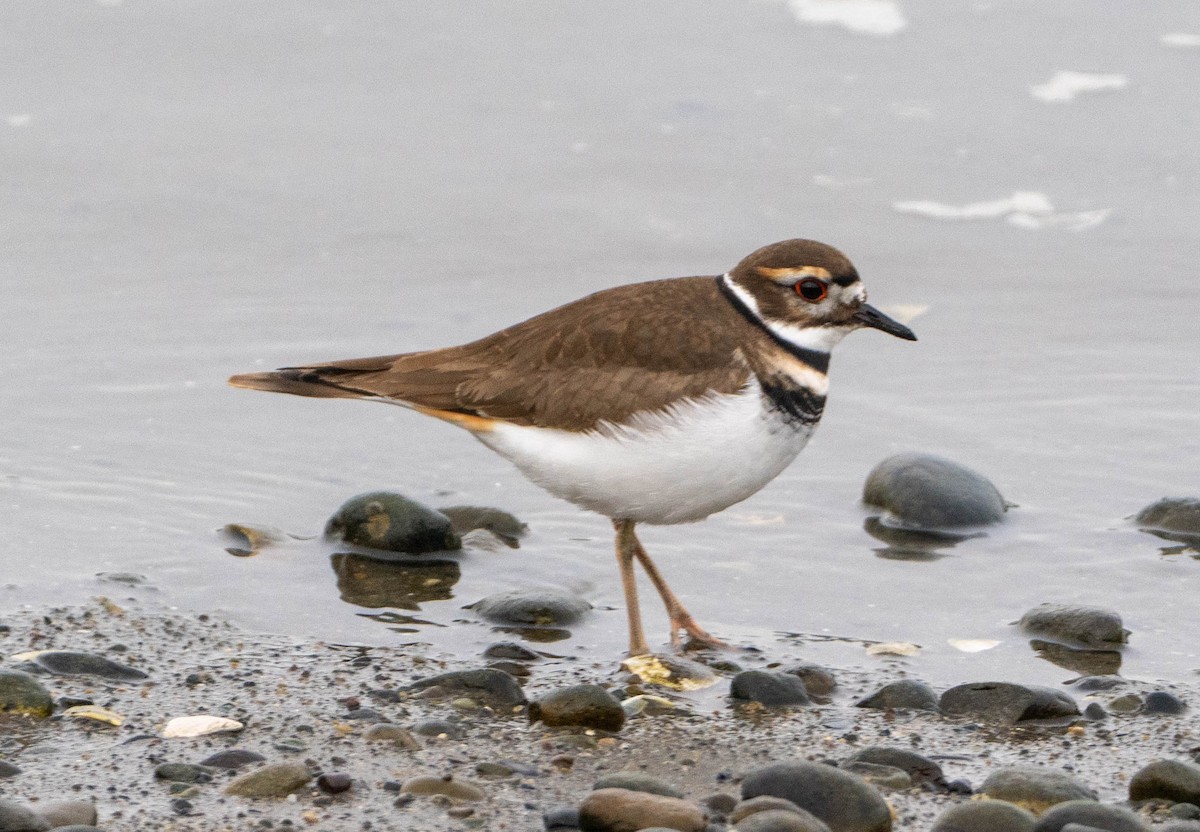 kulík rezavoocasý - ML650477496