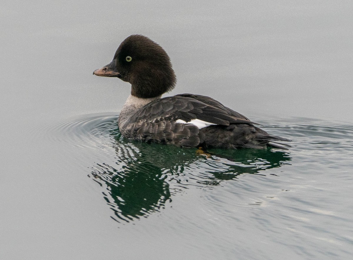 hohol severní - ML650477522