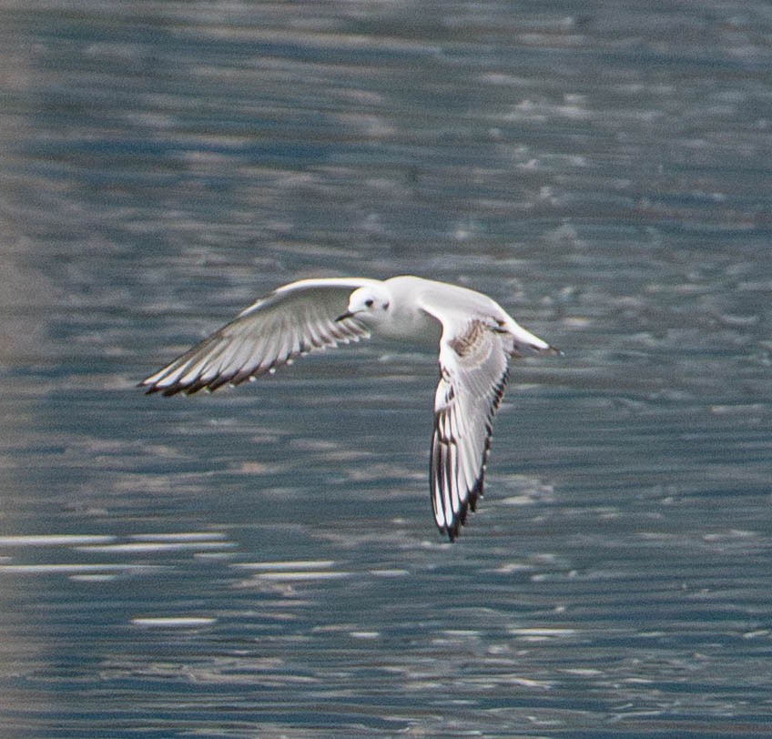 racek Bonapartův - ML650477550