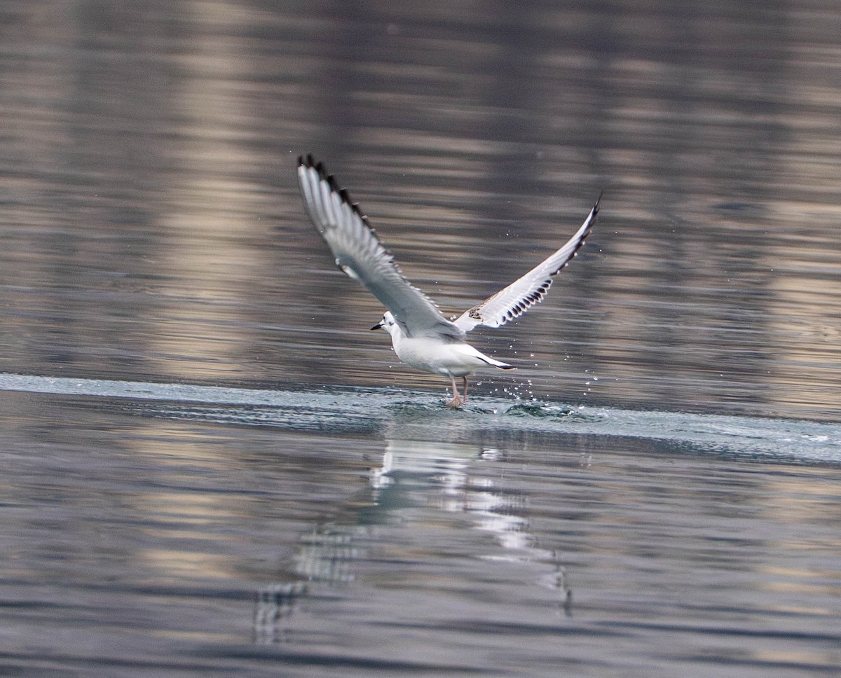 racek Bonapartův - ML650477551