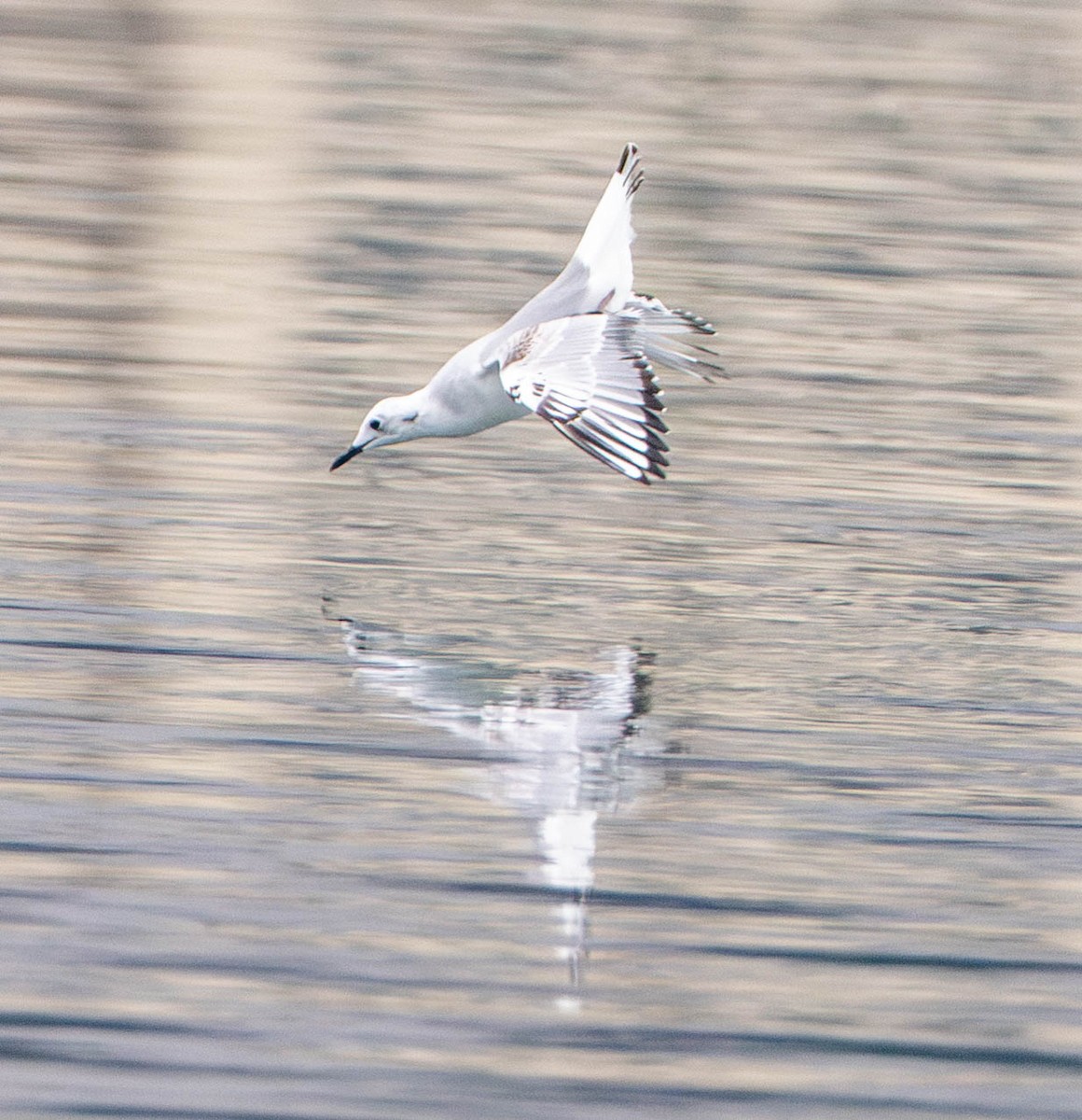 racek Bonapartův - ML650477552